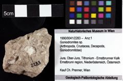 Foto (Objket + Etiketten) von Goniodromites sp. 